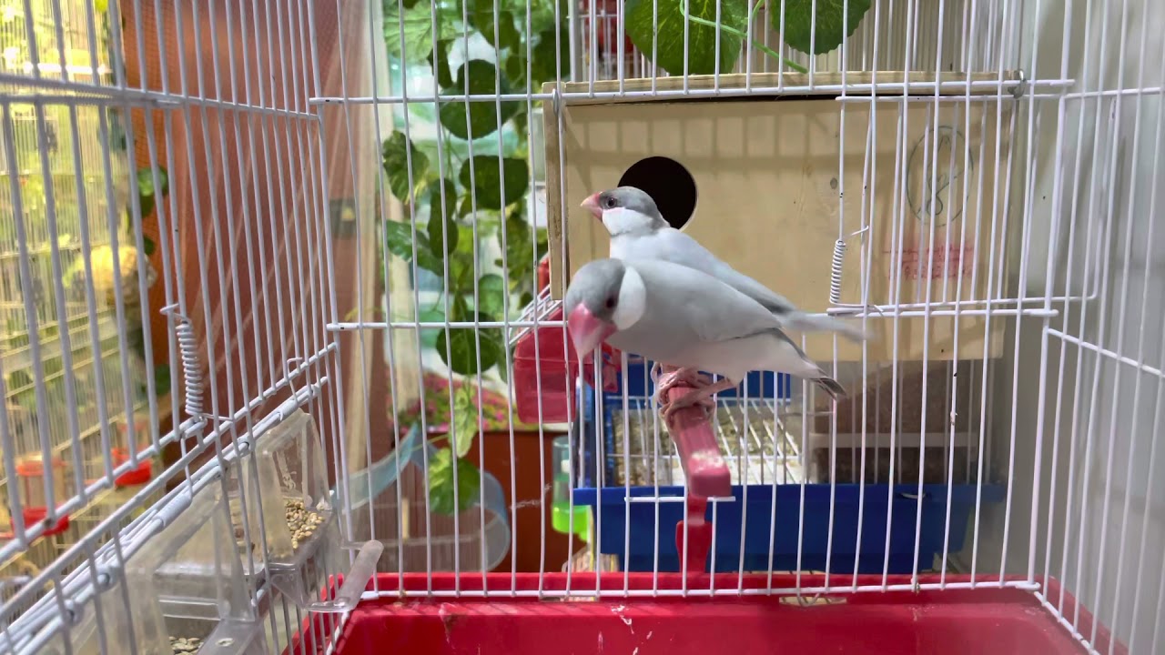 معلومات مهمه عن الطائر الجاوه فينش الالمنيوم 🐧