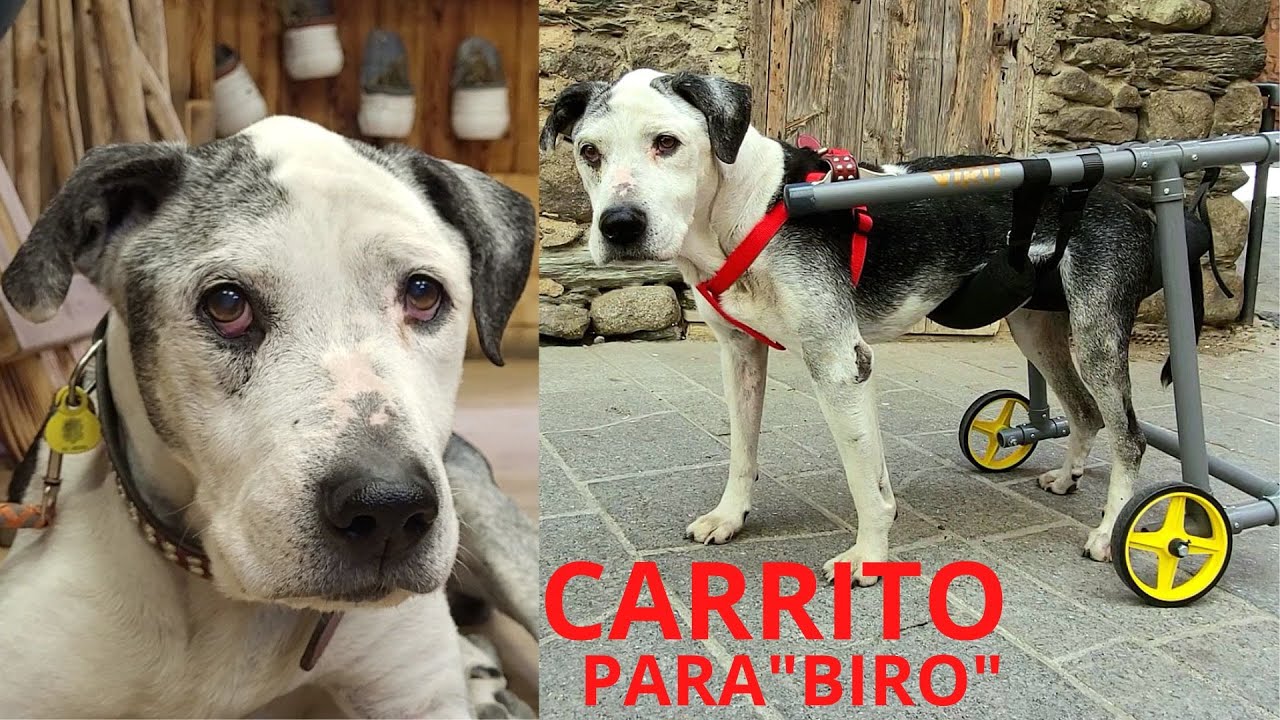 Como hacer carrito para perro / Cart for dogs