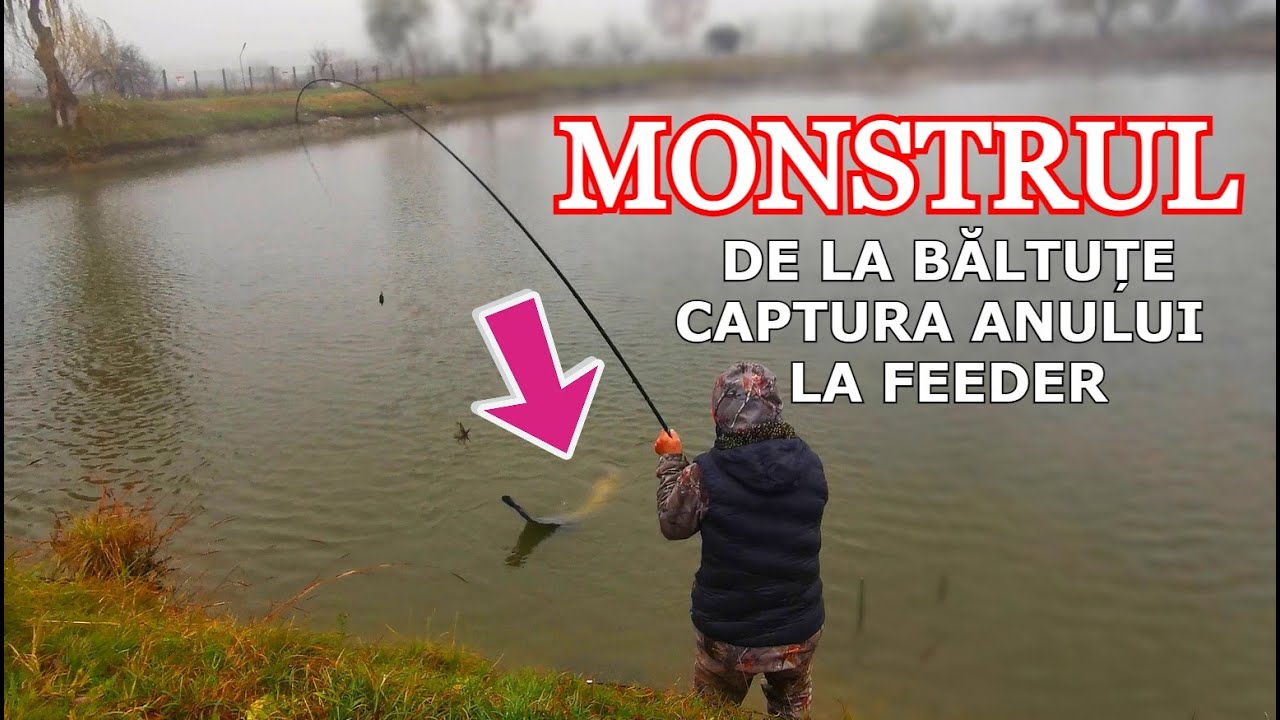 MONSTRUL DE 24 KG de La Băltuțe Orăștie - CAPTURA ANULUI La Pescuit la Feeder FĂRĂ CÂRLIG
