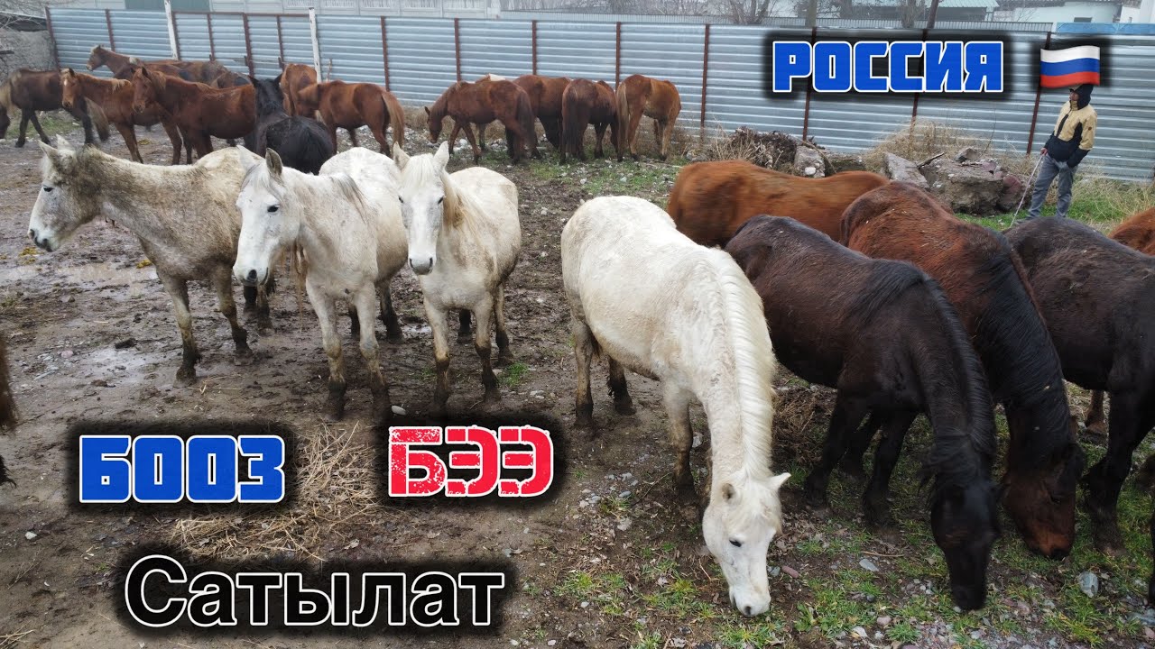 30 баш БООЗ БЭЭлер сатылат🖐🏻 Россиядан келген. Кара-Балтада турат