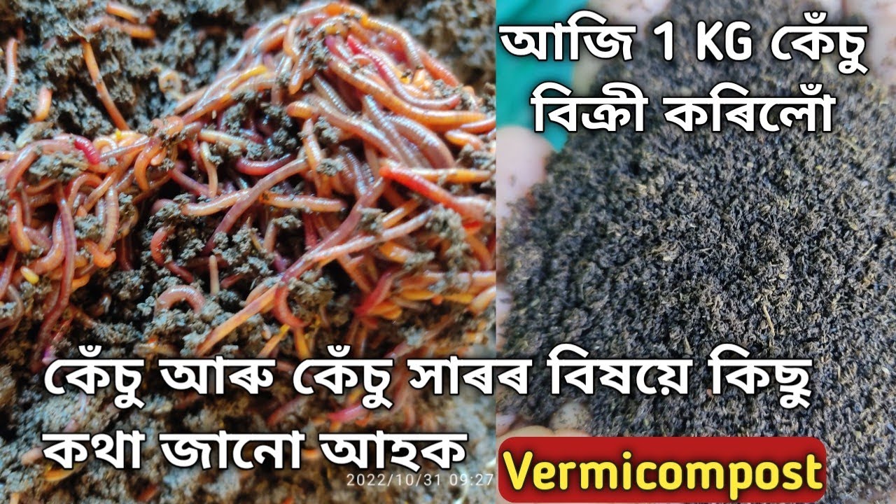 কেঁচু সাৰ || 1 KG কেঁচু বিক্ৰী কৰিলোঁ || Vermicompost || #কেঁচু #vermicompost #vermicompostbusiness