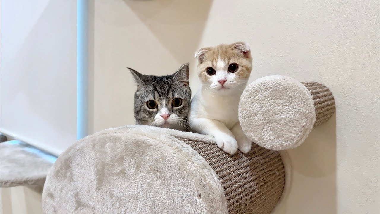 ごはんの準備をしてたら寝ていた猫たちがこうなってましたwww