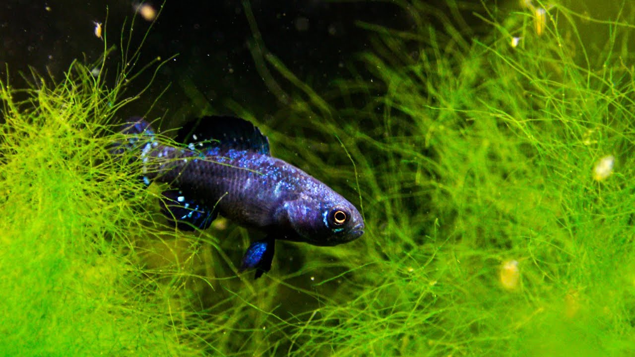 Elassoma evergladei vs Worms - Lifelong battle ᴴᴰ