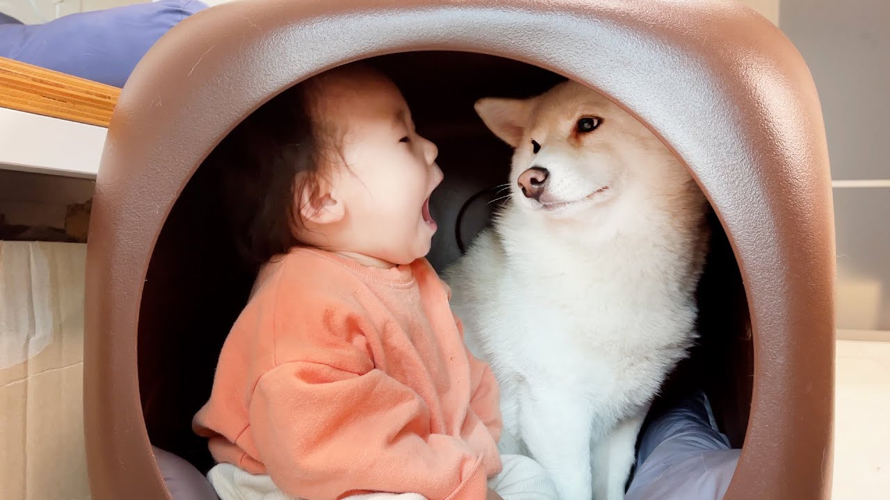 아기에게 집을 빼앗긴 강아지 반응 ㅋㅋㅋ