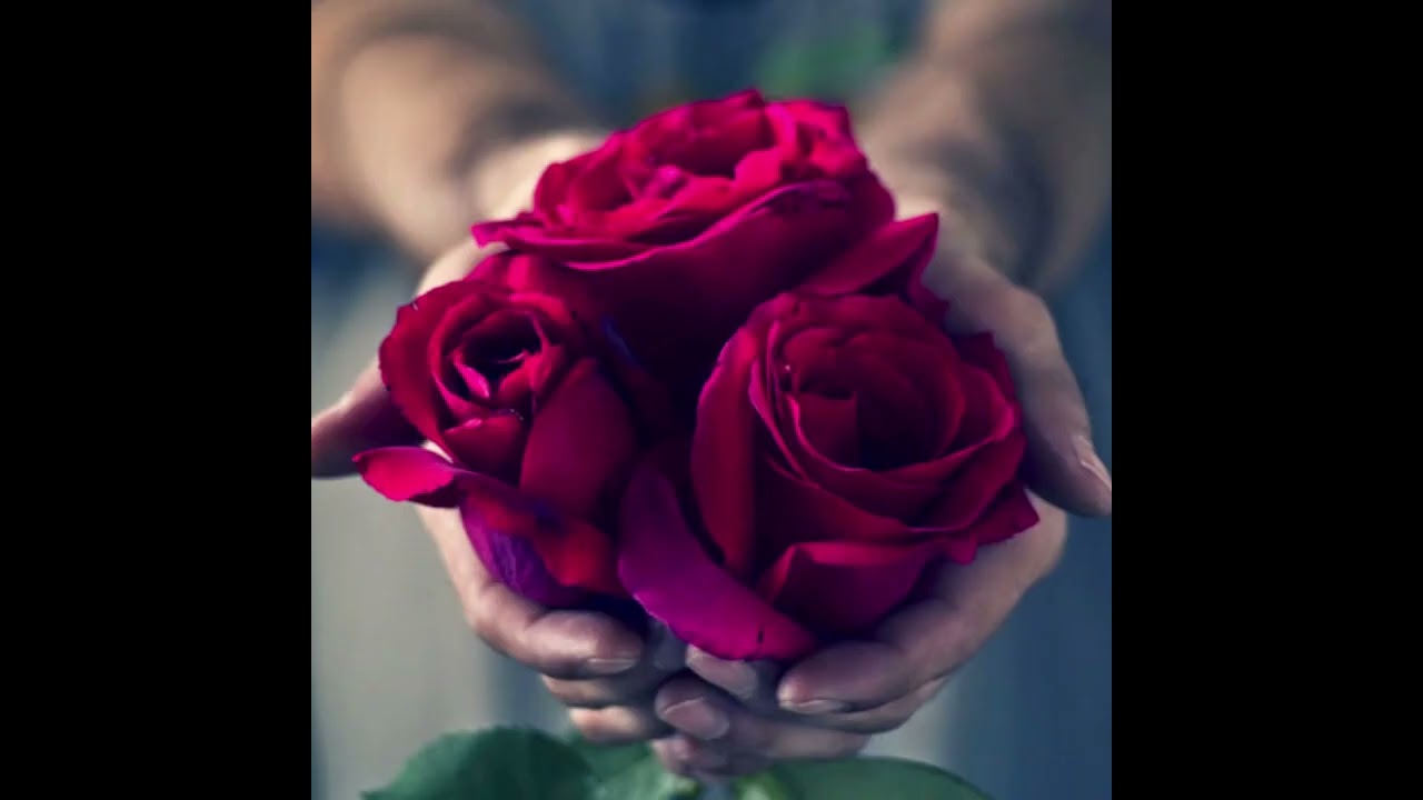 وصلة هالأسمر اللون داني سلوم 🎶🎶