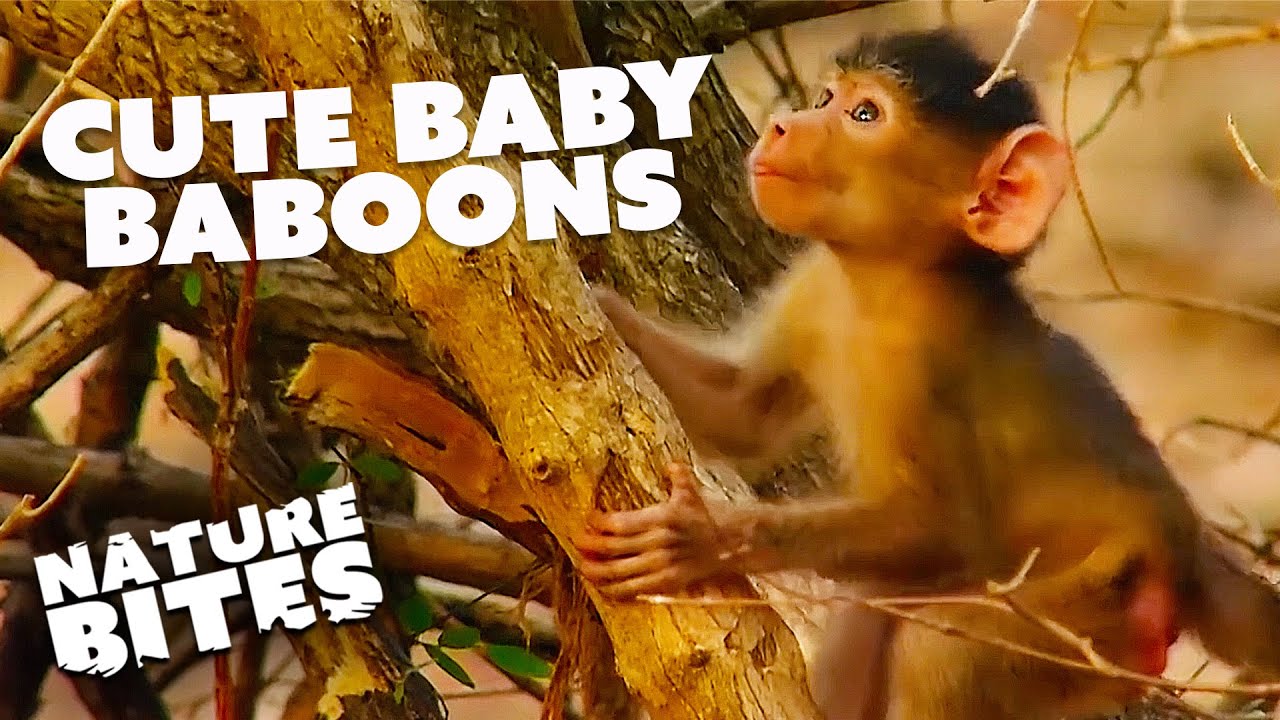 A Serene Sunrise in the Valley of Yellow Baboons | Nature Bites