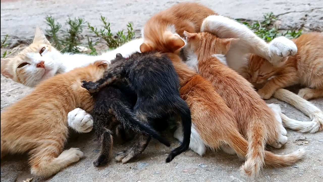 Mother cat no longer able to nurse her six kittens along with two orphaned kittens