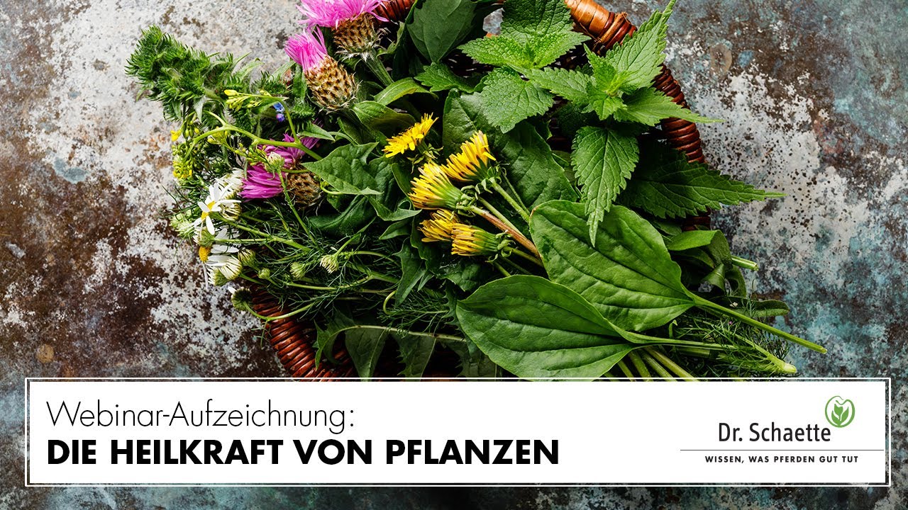 Webinar-Aufzeichnung: Einführung Phytotherapie – die Heilkraft von Pflanzen