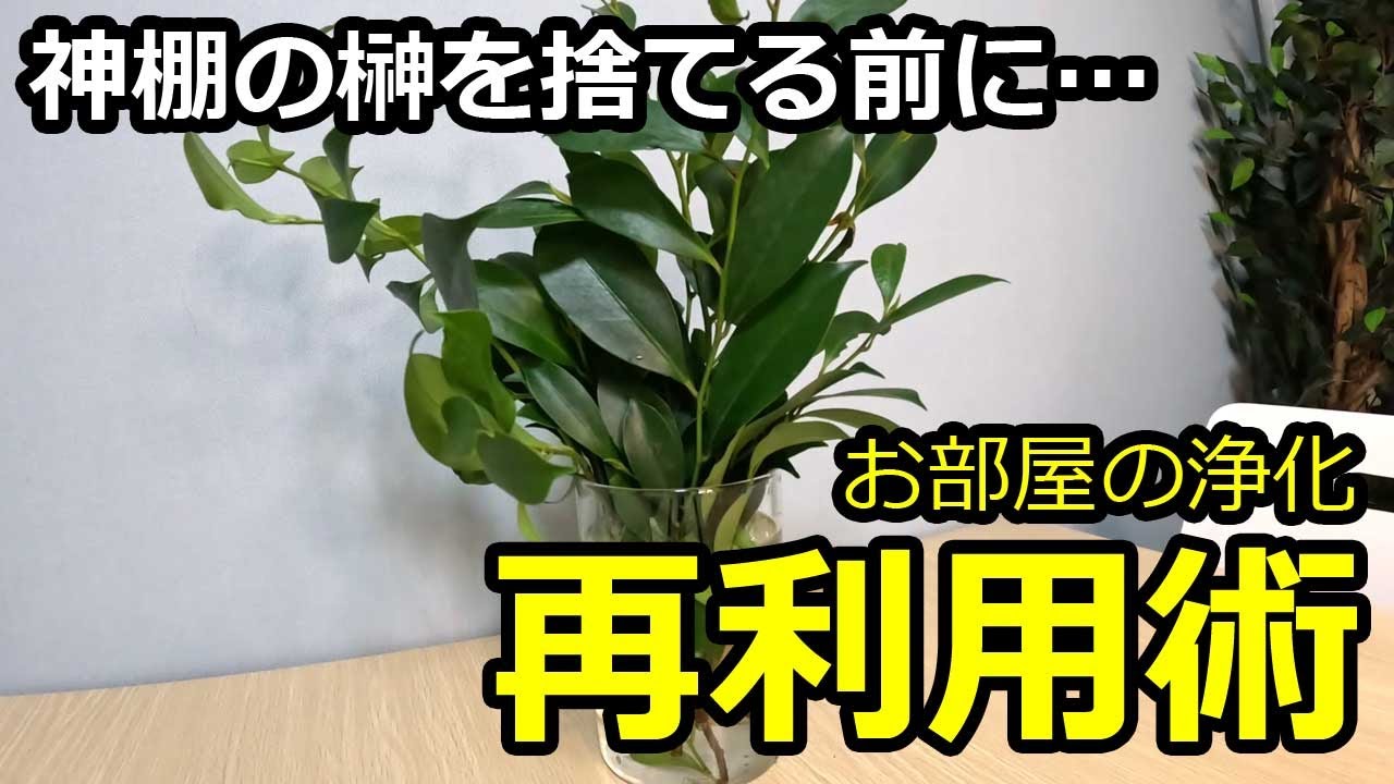 【神棚】榊の再利用法 捨てるのはちょっと待って！ 浄化