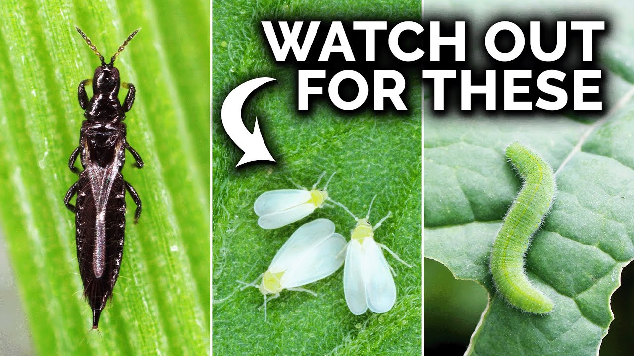 7 Pests You Probably Have In Your Garden (And What To Do)