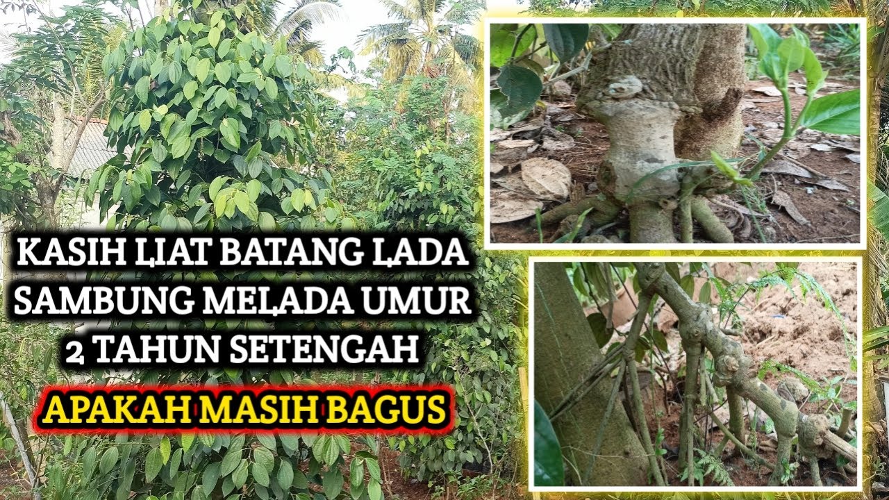 REVIEW LADA SAMBUNG MELADA UMUR 2 TAHUN SETENGAH, GIMANA YAA BENTUKNYA