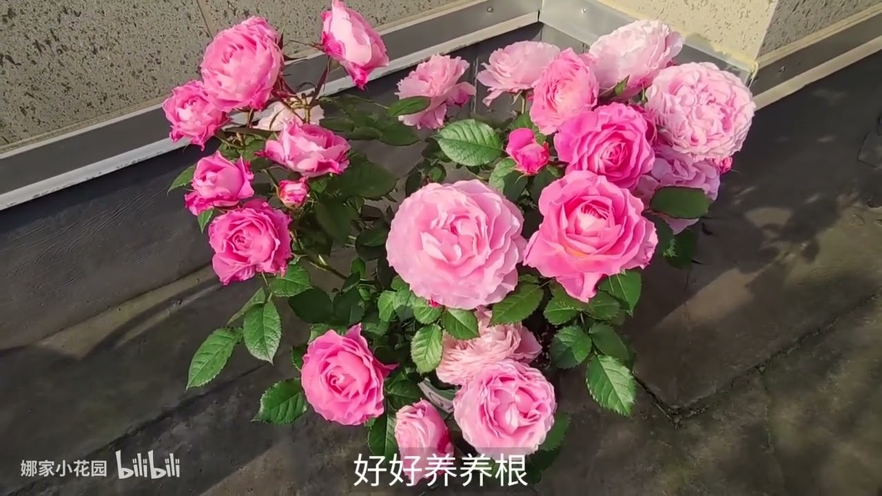 大家都认识海神王月季，但未必真的了解它。谈谈海神王鲜为人知的一面