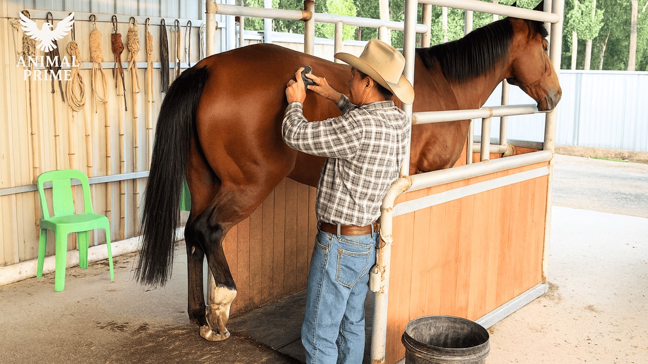 Why Horses Kick During Grooming: The Hidden Reflex You Never Expect | Animal Documentary