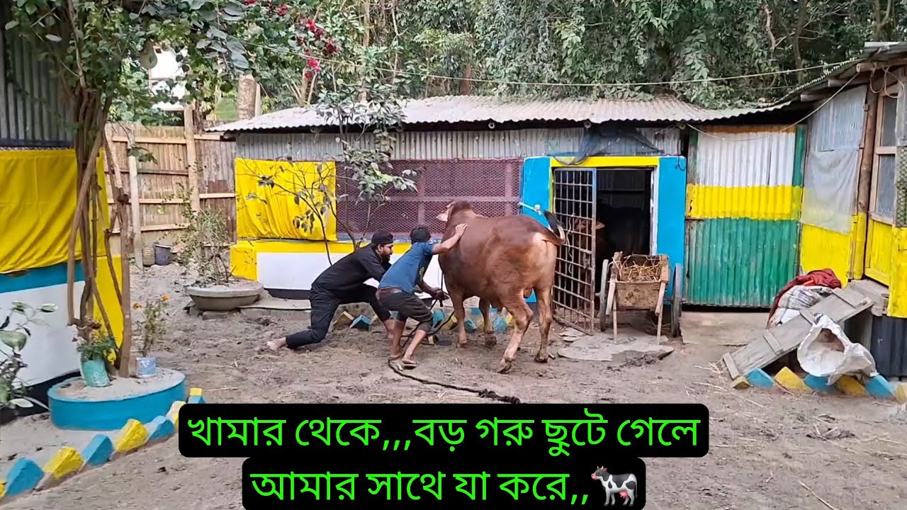 খামার থেকে,,,বড় গরু ছুটে গেলে আমার সাথে যা করে,,🐄