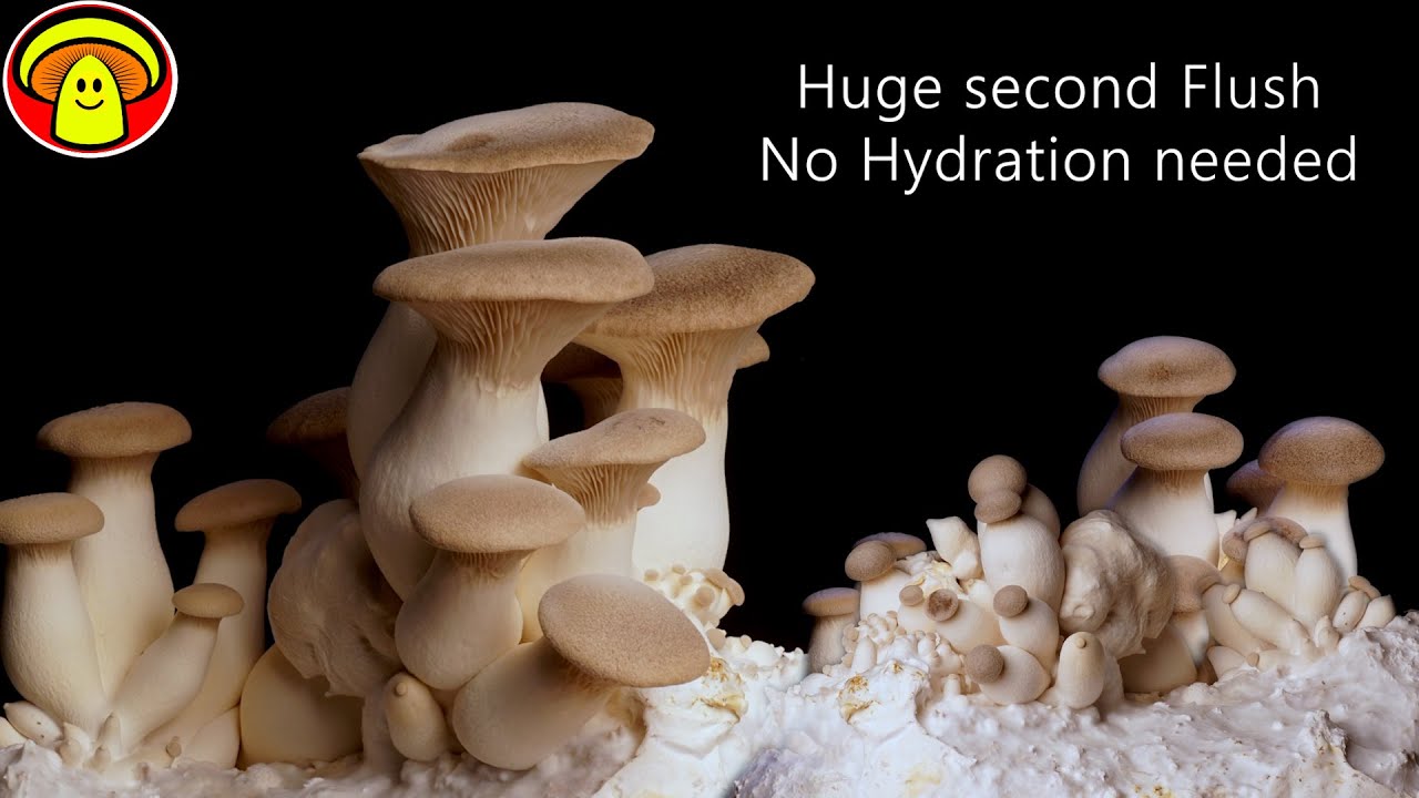 Best way to second Flush King Oyster Mushrooms | Growing King Oyster Mushrooms at Home