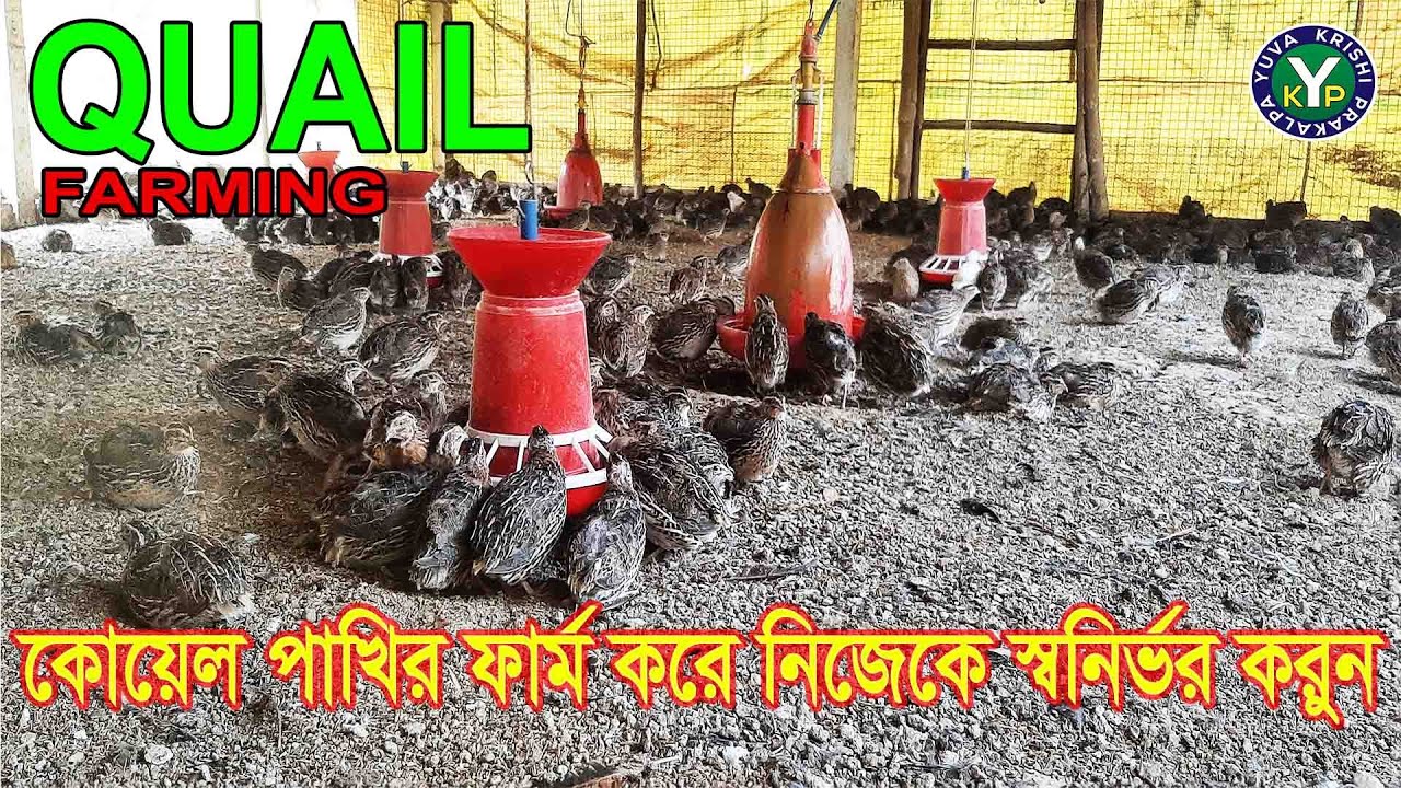 পশ্চিমবঙ্গের বৃহত্তম কোয়েল ফার্ম | Quail Bird Farming | BIG QUAIL FARM