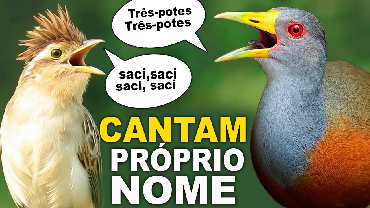16 AVES CANTANDO o PR&Oacute;RIO NOME | Cantos de Aves do Brasil | Aves que cantam o nome | Canal Aves