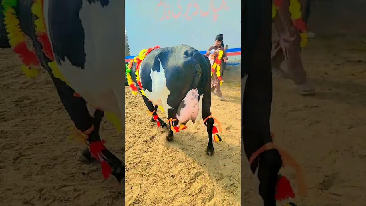 cholistani Jersey friesian sahiwal cross cow