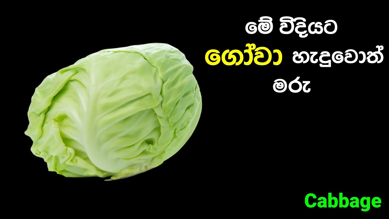 ටක් ගාලා රසට ගෝවා තෙල් දාමු | Gowa | Cabbage | @mskitchen3708 
