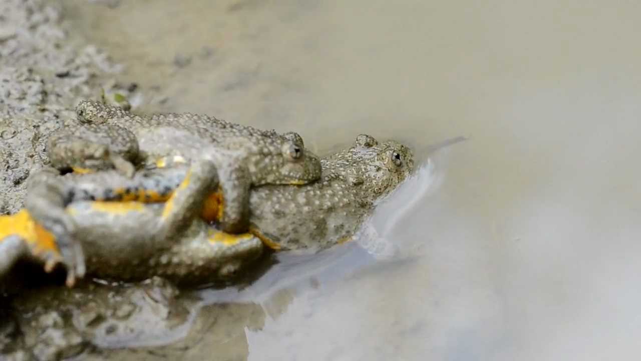 Kumak g&oacute;rski amplexus
