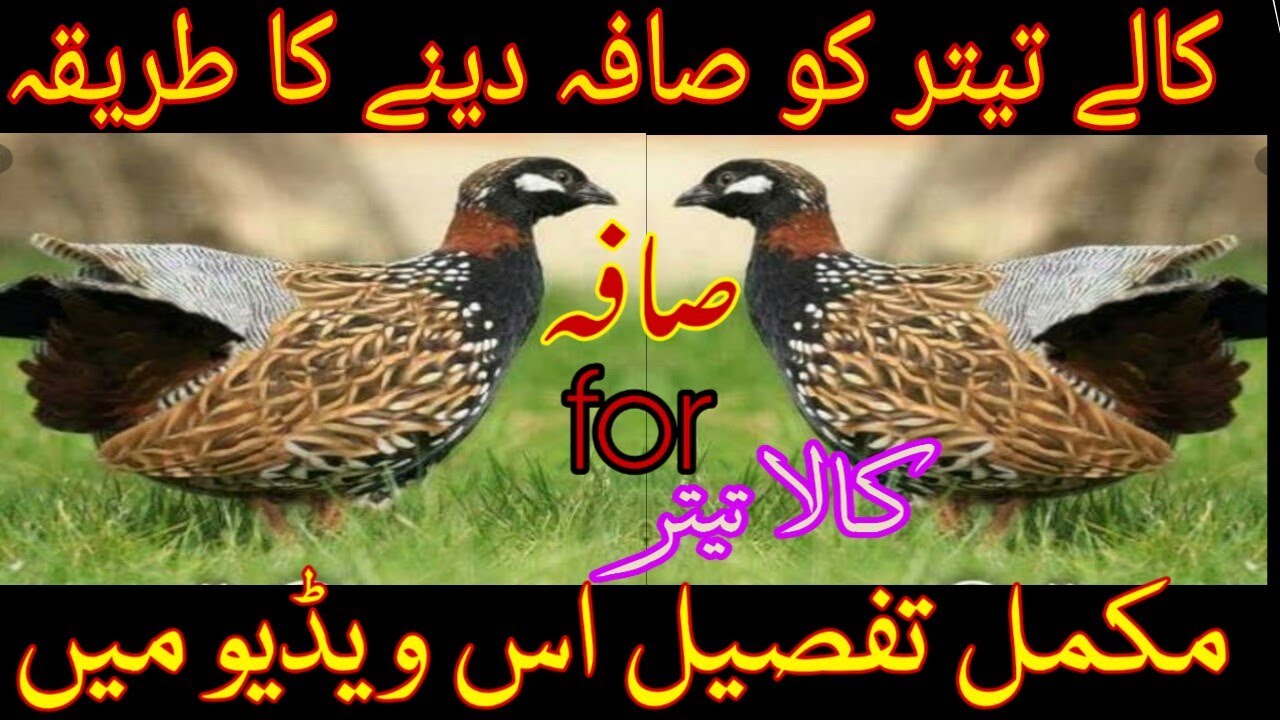 kaly teetar ko safa deny ka treeqa ||  how to give a safa for black teetar