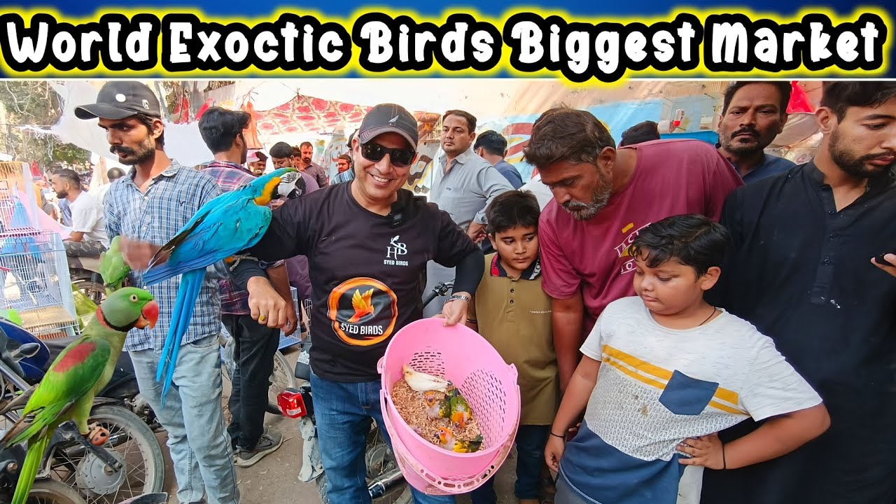 Lalukhet Exotic Birds Market 2025 Latest Update | Lalukhet Birds Market 2025 latest Update@SYEDBIRDS