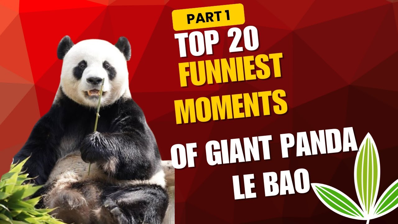 Top 20 Funniest Moment Of Giant Panda Le Bao | 大熊猫乐宝20大萌趣 | 南极新朋友 | 芝麻开门 冥想曲 