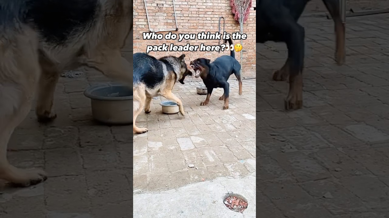 German Shepherd vs. Rottweiler!! Wtf! #dogs #shorts