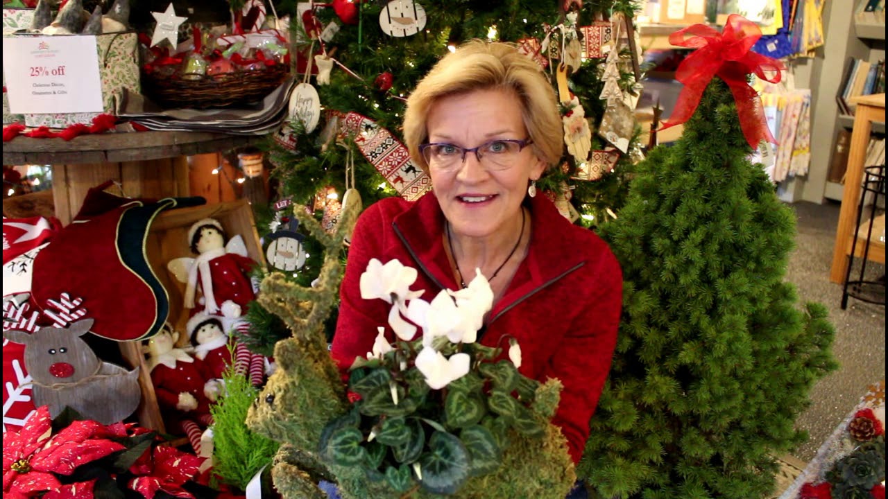 How to care for your Holiday Plants and Trees/Garden Style nw