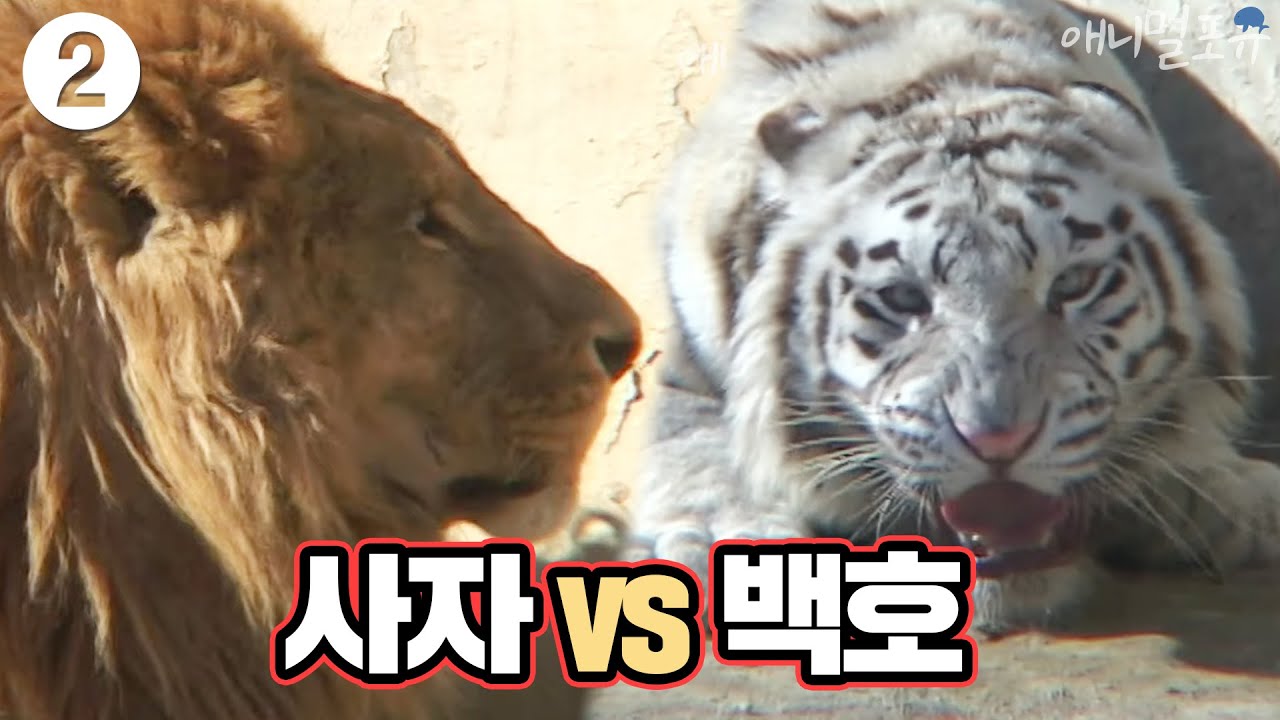 사자 vs 백호 일촉즉발 합사 훈련 [백호 사파리에 도전하다②]