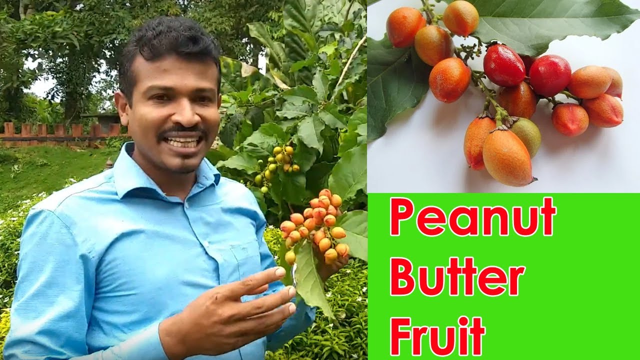 Peanut butter fruit - දියවැදඩියාවට​