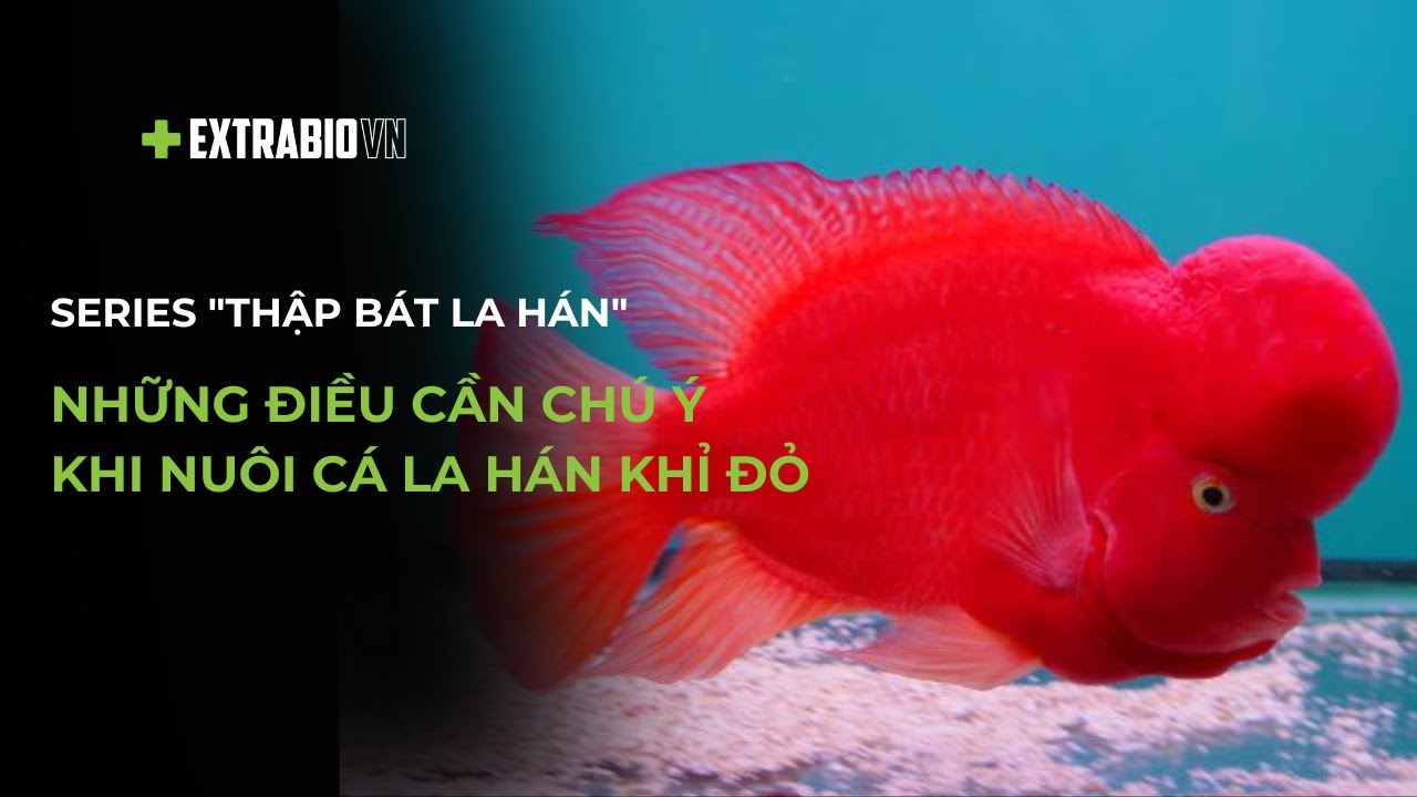 CÁ CHUYỆN | SERIES 