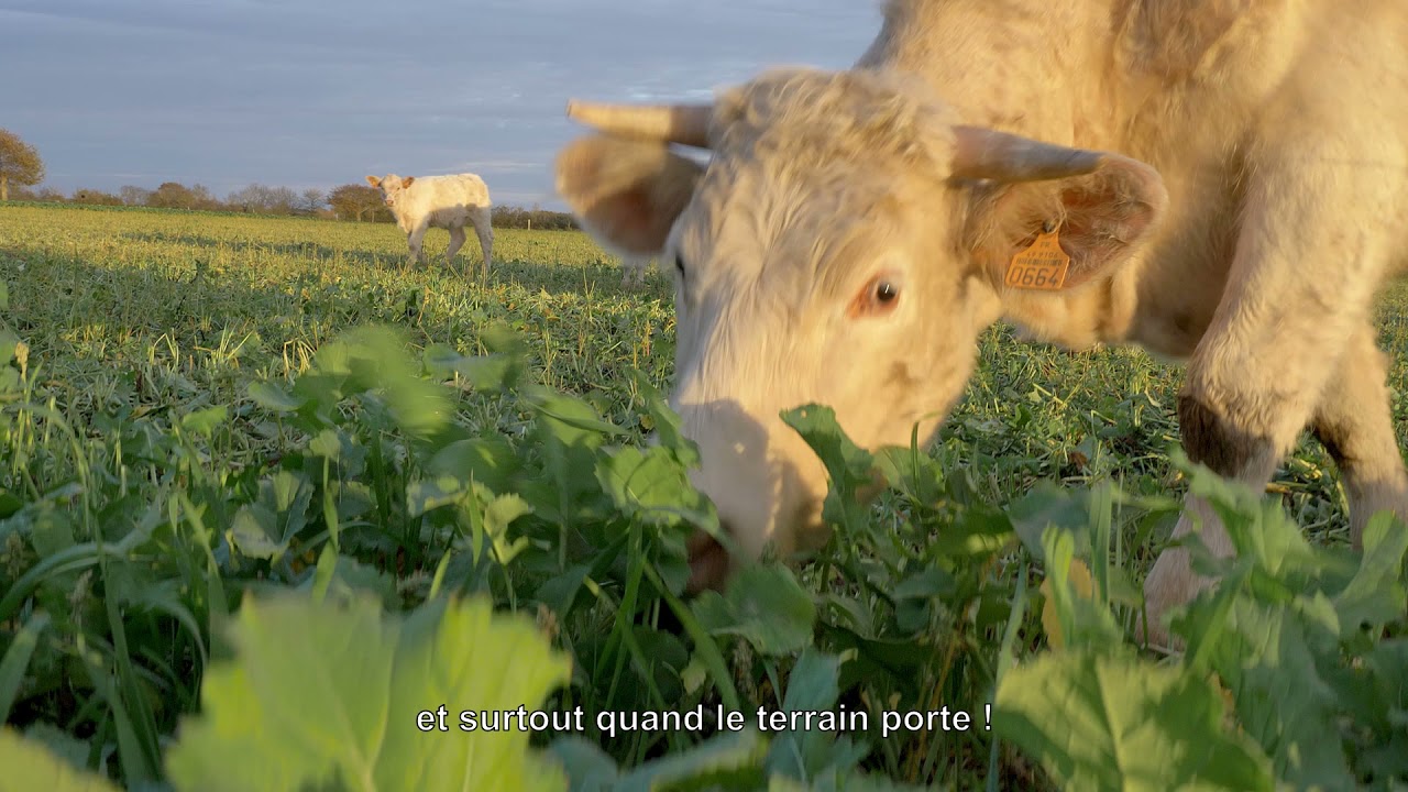Pâturage - Pourquoi et comment faire pâturer des couverts d'interculture ?
