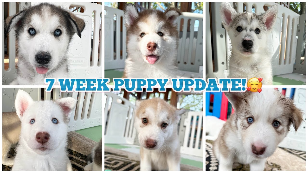 7 Week Old Puppy Update Video!!🥰. Time Flies So Fast! Watch How Cheeky They Are!!