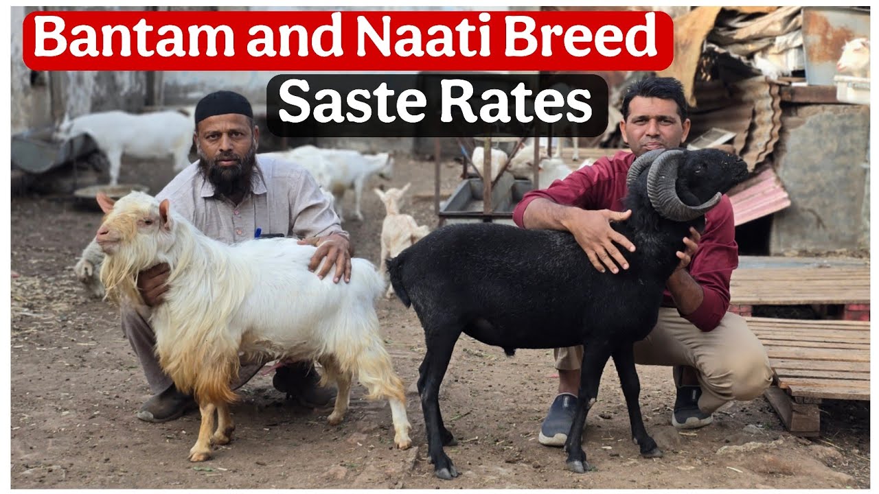 Saste Bantam and Naati Breed sheep at Star Goat Farm Aurangabad Maharashtra 