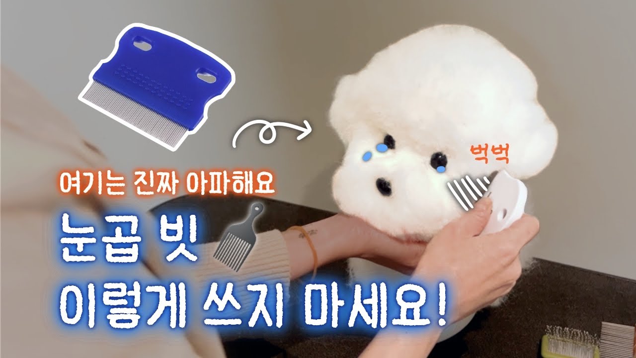 강아지가 눈곱빗을 싫어한다면 잘못 사용하고 있다는 증거🔎 올바른 눈곱빗 사용법 애견미용사가 알려드립니다