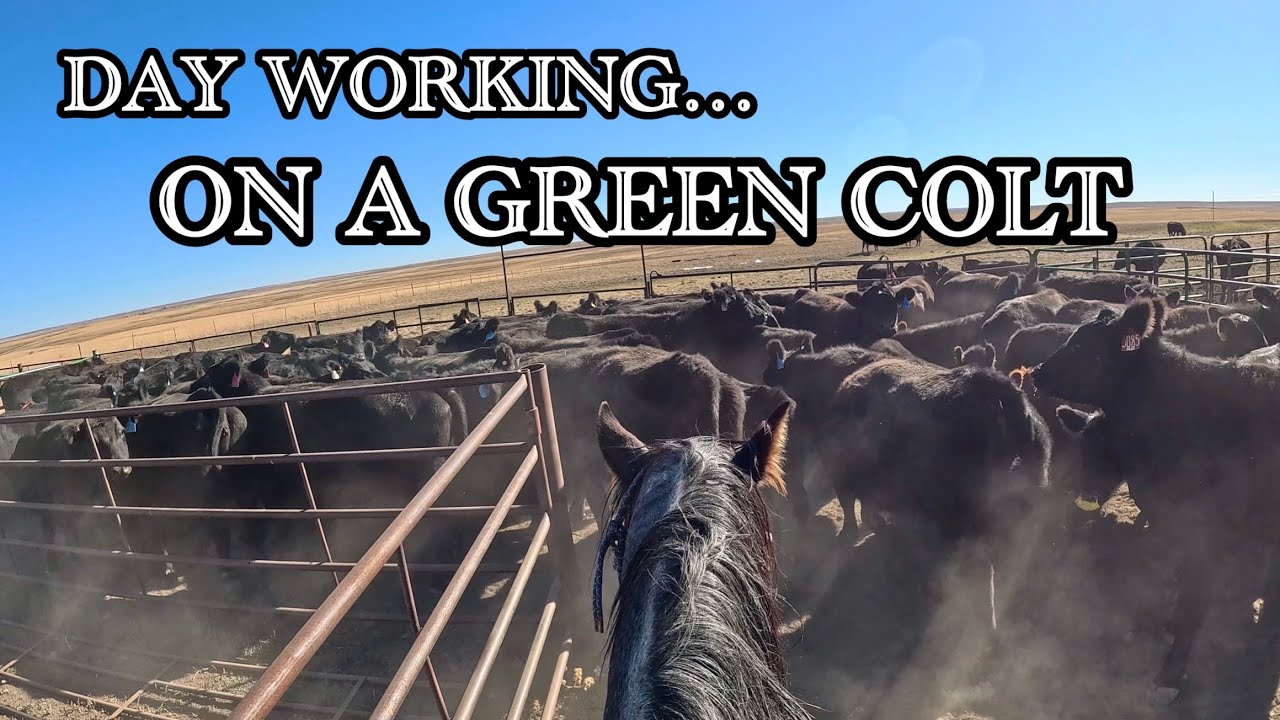 Рабочий день на зелёном жеребёнке | Первый день Виенты в платёжной ведомости