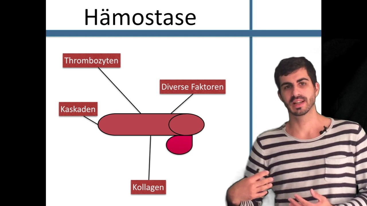 Hämostase Die Grundlagen