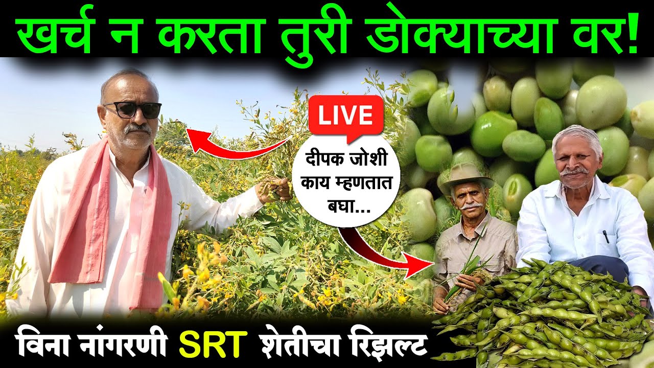 विना नांगरणी/SRT शेतीचा रिझल्ट आला समोर | दीपक जोशींची तुरी Live | Vina Nangarni | Sheti SRT Farming