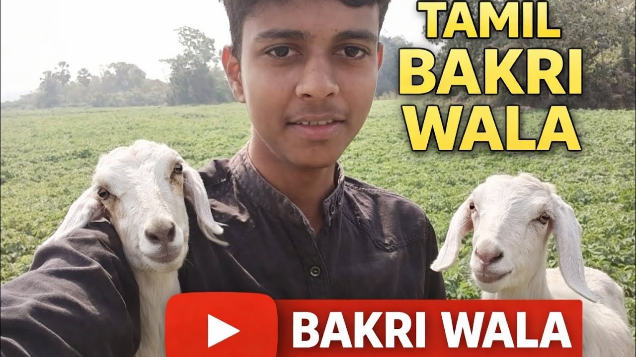 Bakri wala vlog