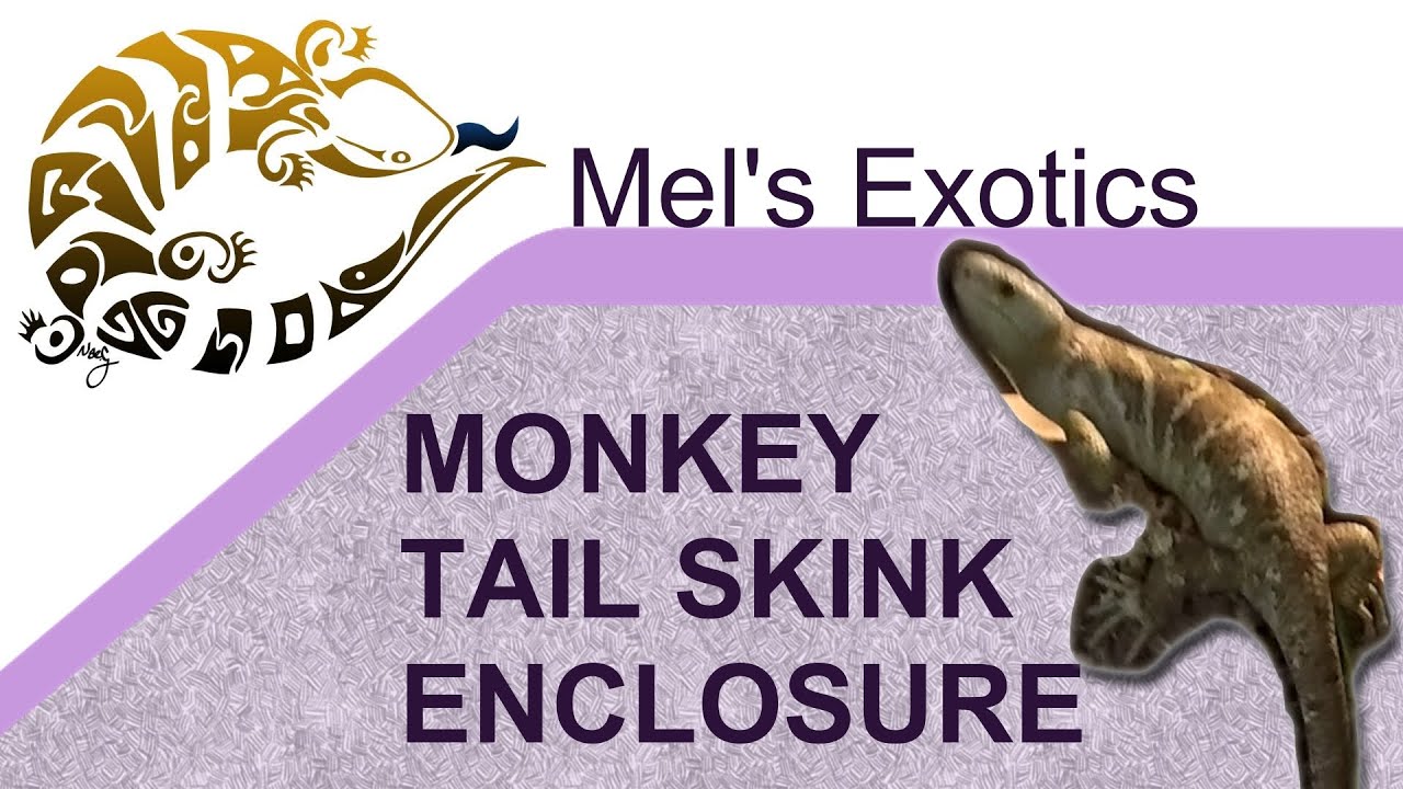 Building a Monkey Tail Skink Enclosure