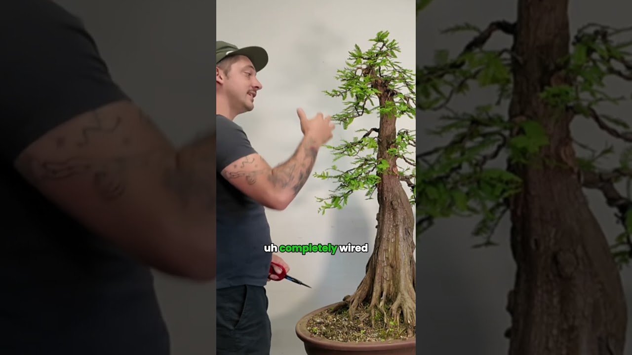 The journey of a Bald Cypress