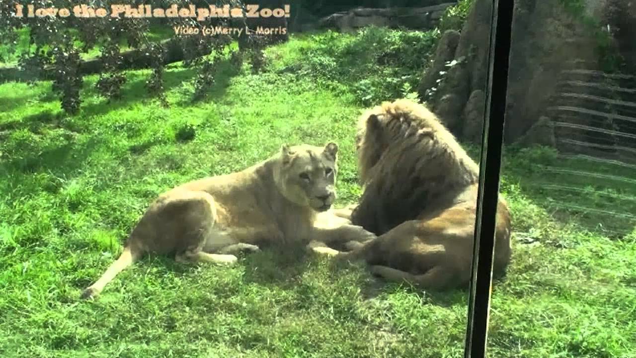 Philadelphia Zoo Lions Nuzzling