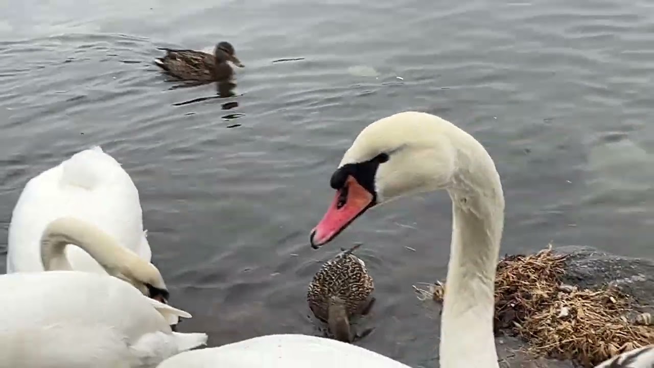 Swans Bully her , but The climber walks up to Handfeeding/ February 26'/2026/ Bergen/norway 