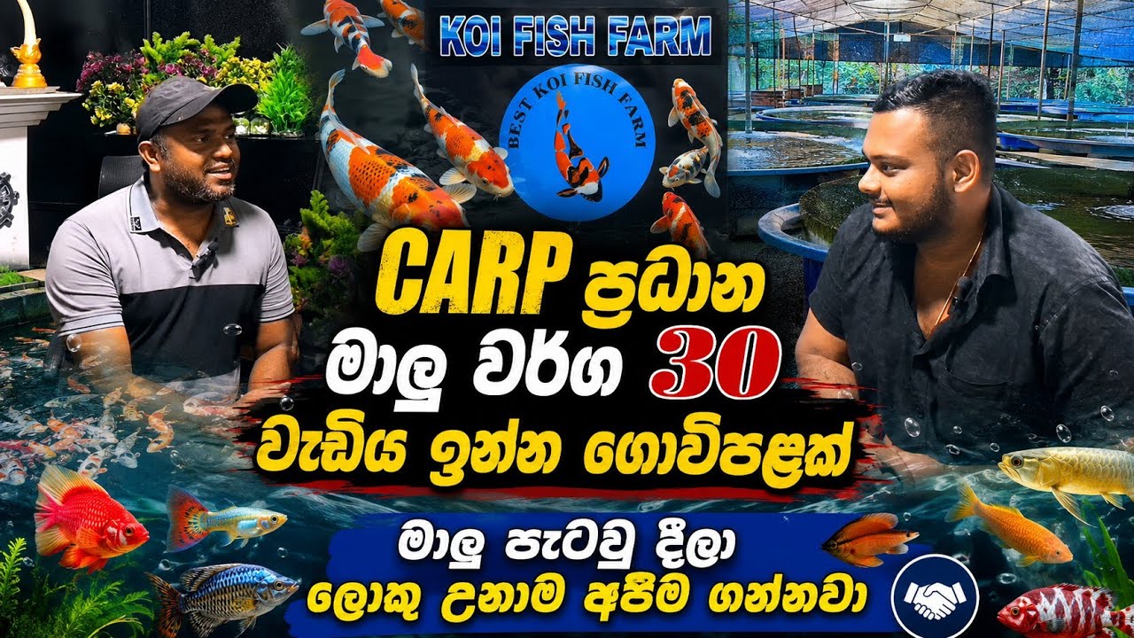 මාලු දීලා අපිම මාලු ගන්නවා | SRI LANKA is Home to AMAZING Fish Farms | Sri Lankas BIGGEST Fish farm