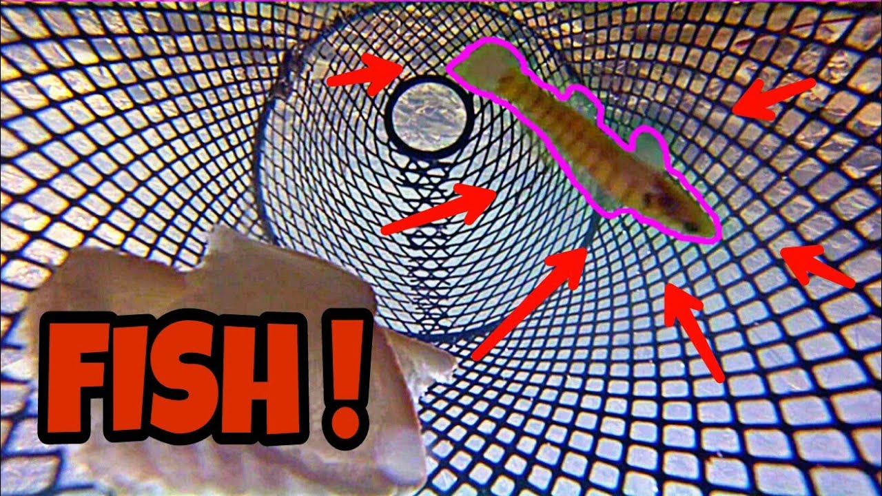 GOPRO in a Minnow Trap?!?! (UNDERWATER FOOTAGE)