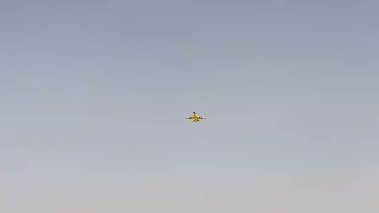 Ziki's Wind RC / JMB Jets Viperjet Maiden