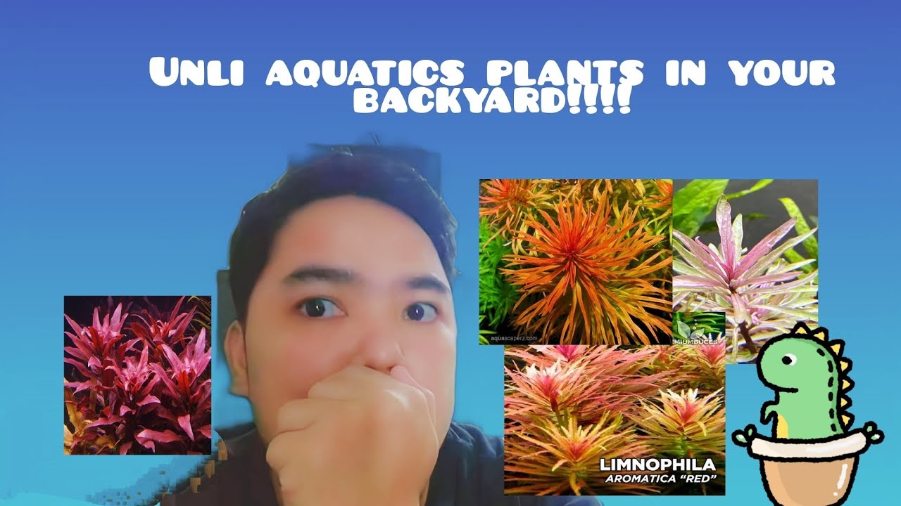 aquatics plants in your backyard!!!! unlimited!!!