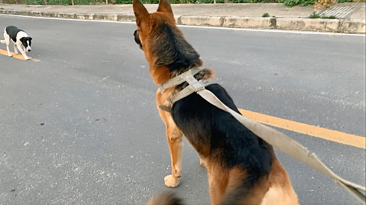 COMO É PASSEAR COM UM PASTOR ALEMÃO 😳