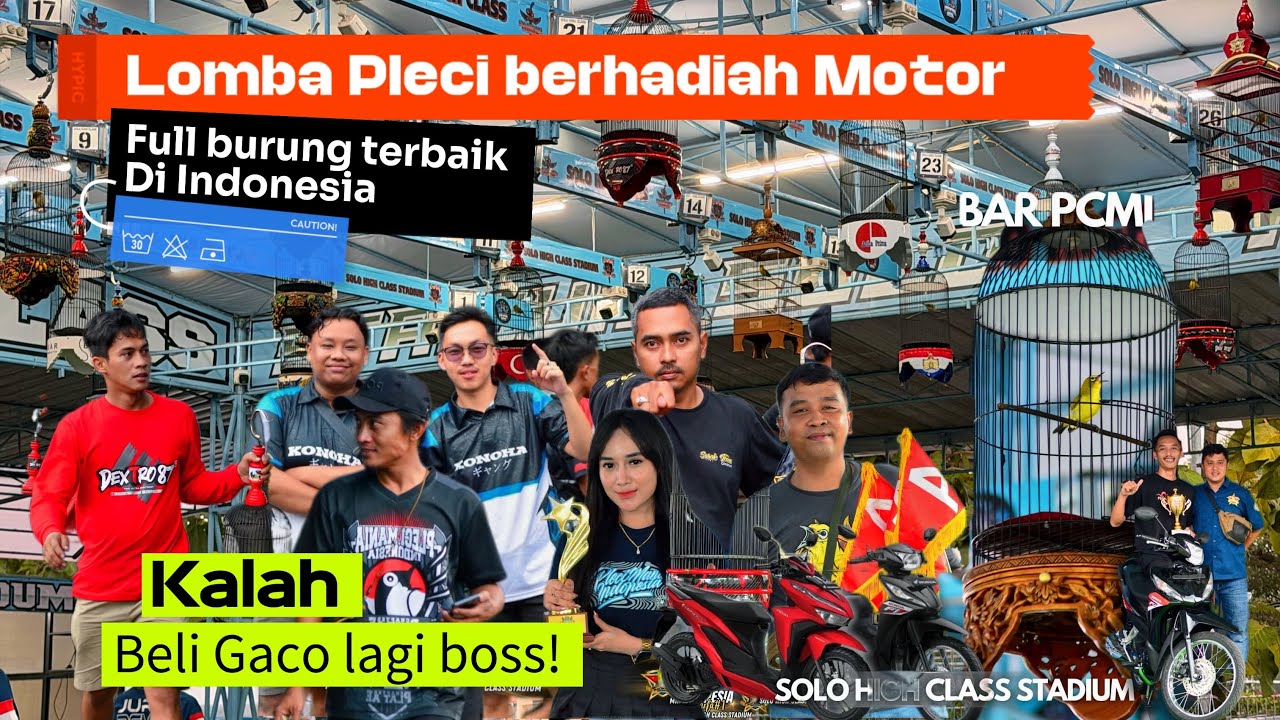 PLECI SOLO HIGH CLASS(Tiket 1 juta seratus berhadiah Motor)✅Full Perang bintang burung Pleci Terbaik